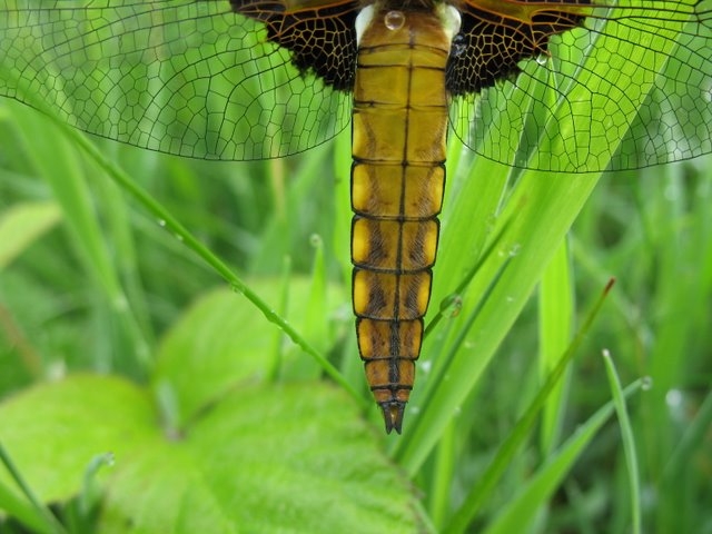 Libellule déprimée